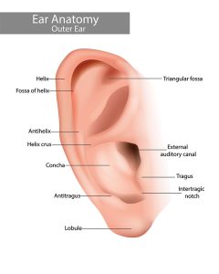 Ear Surgery Anatomy Seattle